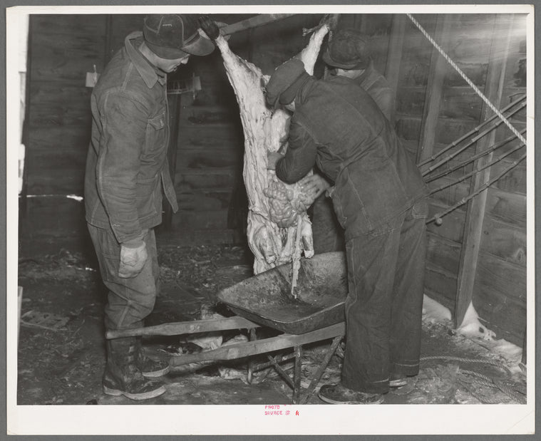 After skinning the freshly killed hog, the entrails are put in a wheelbarrow to be carted away. Iowa, Harry Madsen Farm
