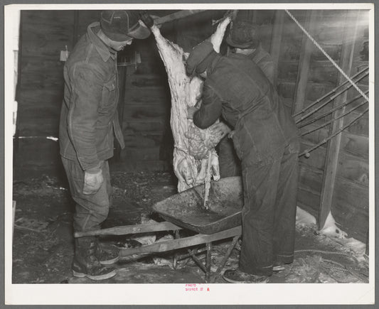 After skinning the freshly killed hog, the entrails are put in a wheelbarrow to be carted away. Iowa, Harry Madsen Farm