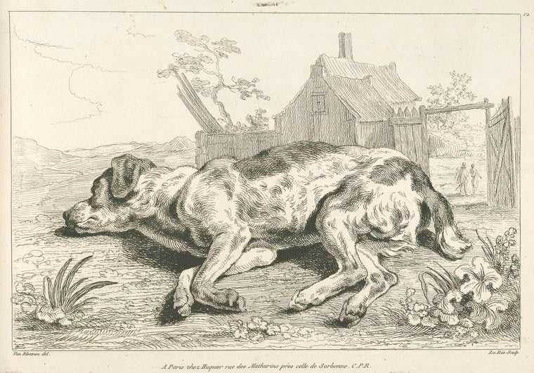 Dog