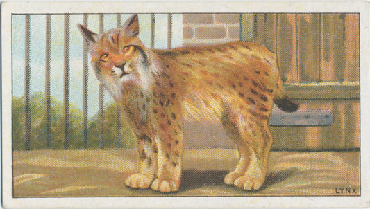 Lynx.