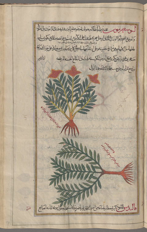 Peony (Paeonia officinalis). The so-called male peony [top]; Gromwell (Lithospermum officinale), lîthûsfihrmûn [n.p.] [bottom]