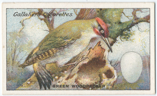 Green woodpecker.