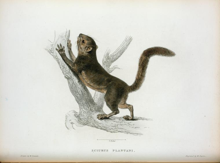 Sciurus Plantani.