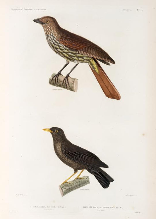 Oiseaux: 1. Tangara Grive. mâle. (Nouv.-Zelande.); 2. Merle de vanikoro, femelle. (Vanikoro.).