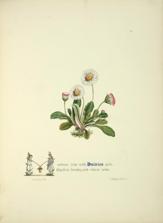 Daisies