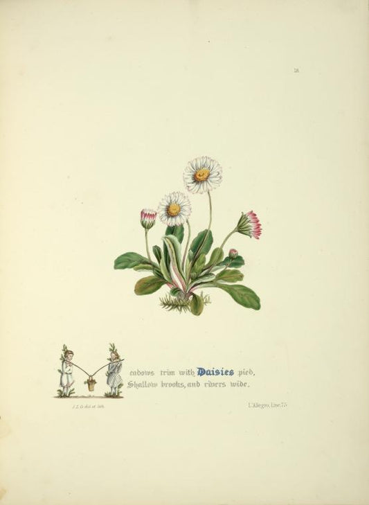Daisies