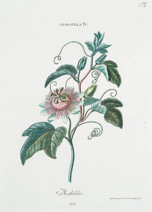 Granatilla IV 'Muthildis'. [Passion flower]