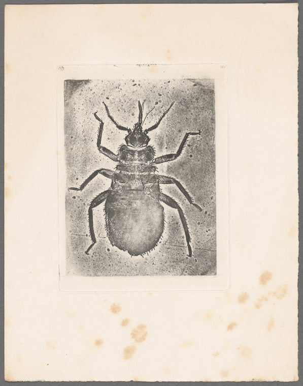 Microscopic view of a bug