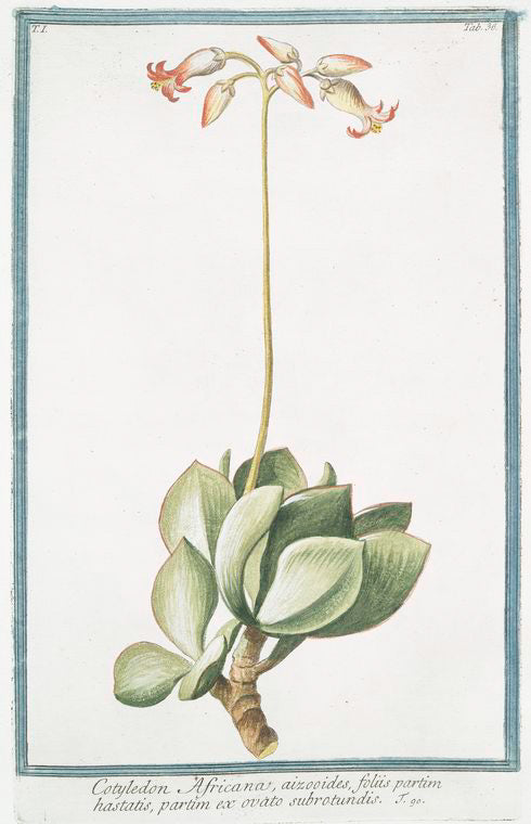 Cotyledon Africana, aizooides, foliis partim hastatis, partim ex ovato subrotundis.