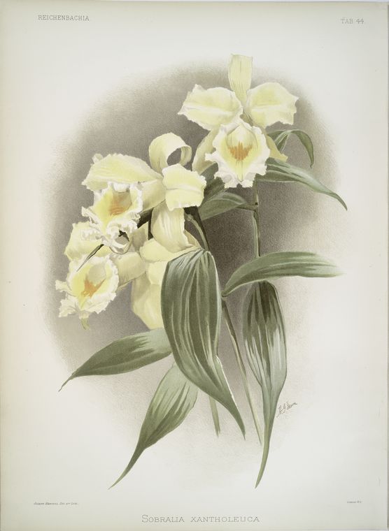 Sobralia xantholeuca.