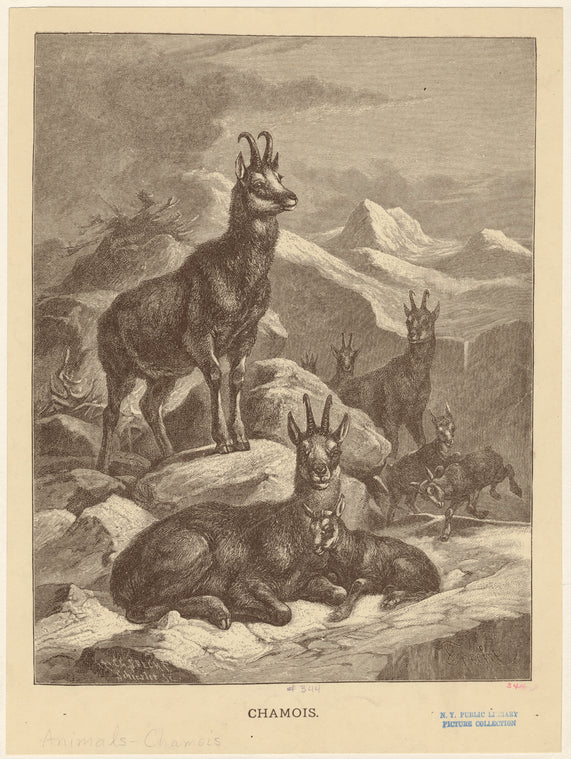 Chamois