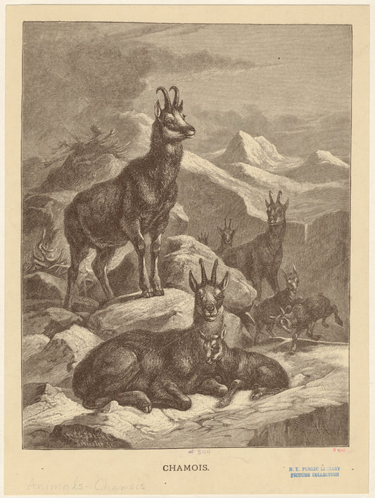 Chamois