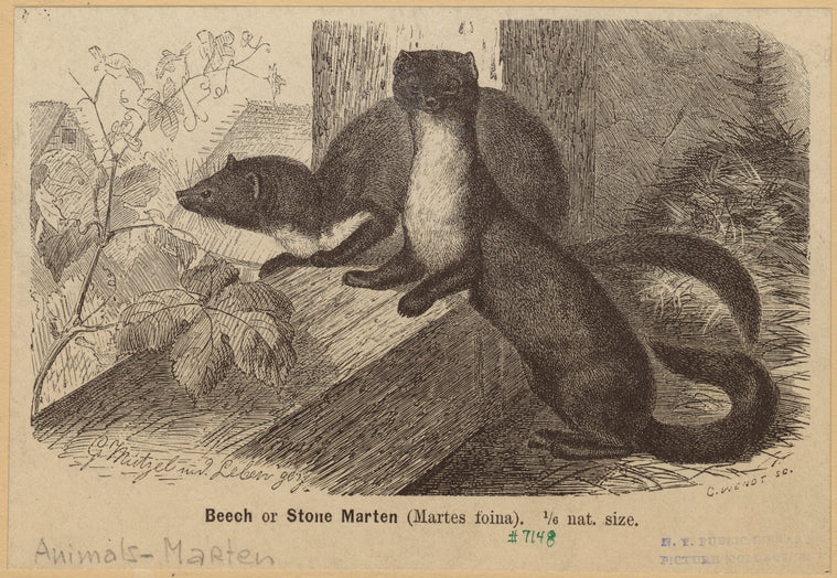 Beech or stone marten (Martes foina)
