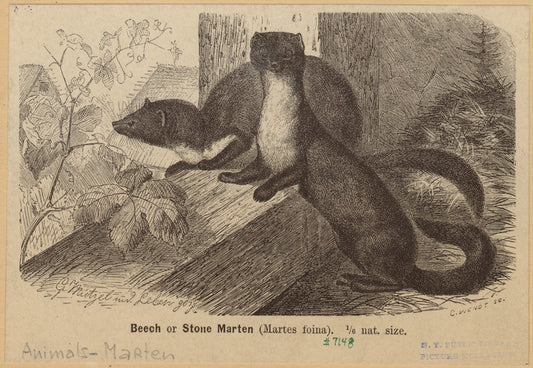 Beech or stone marten (Martes foina)