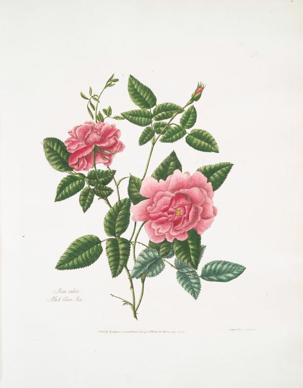 Rosa indica