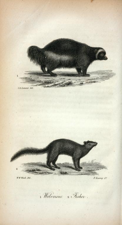1. Wolverene;  2. Fisher.