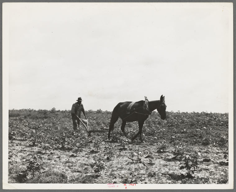 The cotton sharecropper's unit is one mule and the land he can cultivate with a one-horse plow. Greene County, Georgia