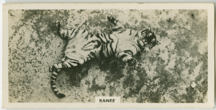 Ranee.