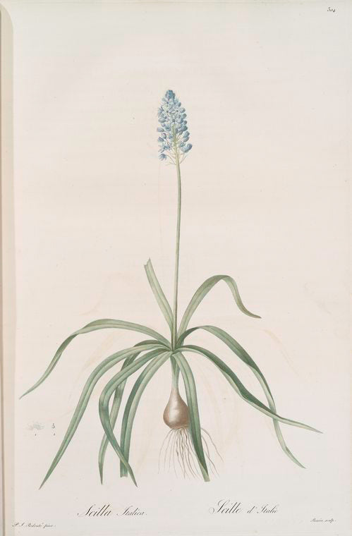 Scilla italica