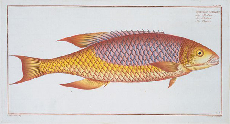 Bodianus Bodianus, The Bodian.