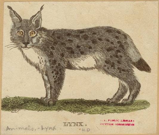 Lynx