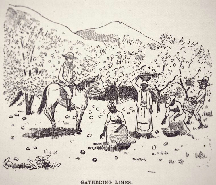 Gathering limes