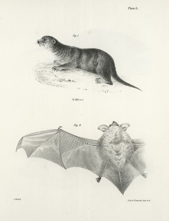 1. The North American Otter (Lutra  canadensis). 2. The Little Brown Bat (V. subulatus).