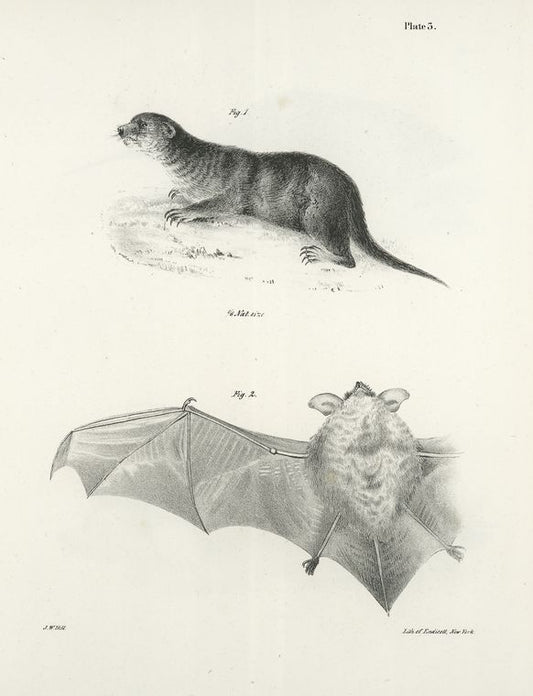 1. The North American Otter (Lutra  canadensis). 2. The Little Brown Bat (V. subulatus).