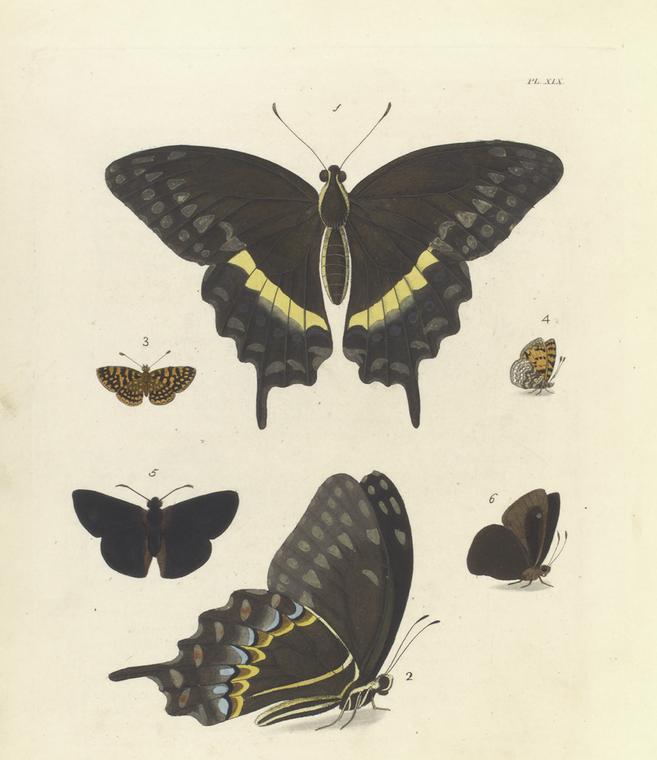 1. 2. Papilio Palamedes ;  3. 4. Militæa Pelops; 5. 6. Hesperia Arcas.