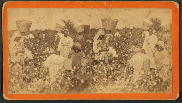 Picking cotton.