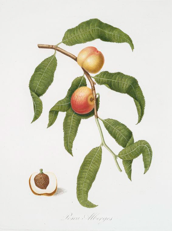 Pesca Alberges. [Persica Alberges ; Peach]