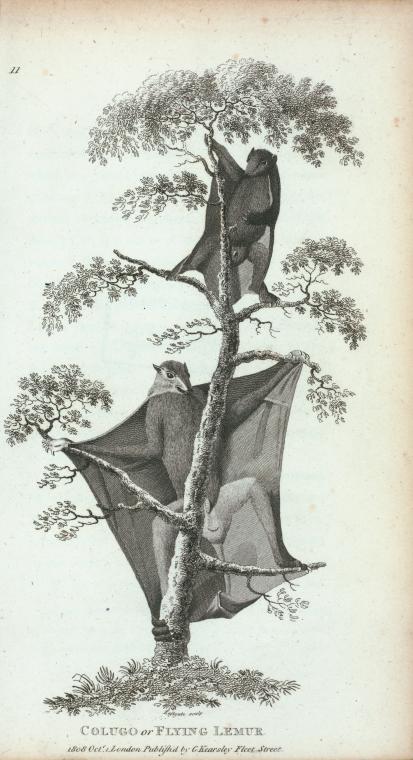 Colugo or Flying Lemur.