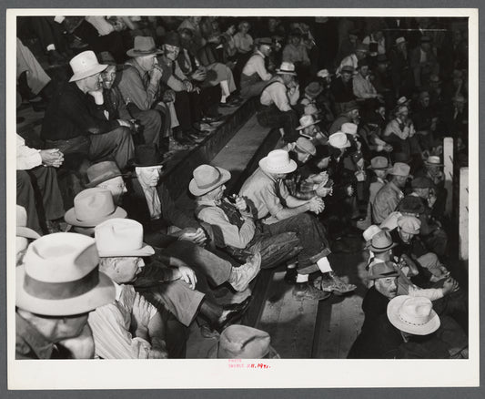Auction at Union Livestock Commission Company, Gering, Nebraska.