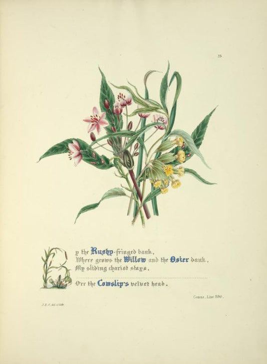 Up the Rushy-fringed bank... [Willow, osier and cowslip.]