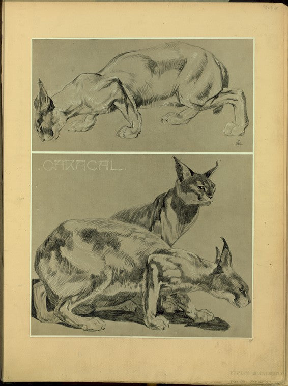 Caracal.