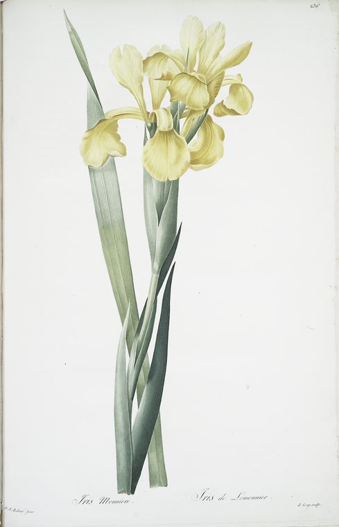 Iris Monnieri