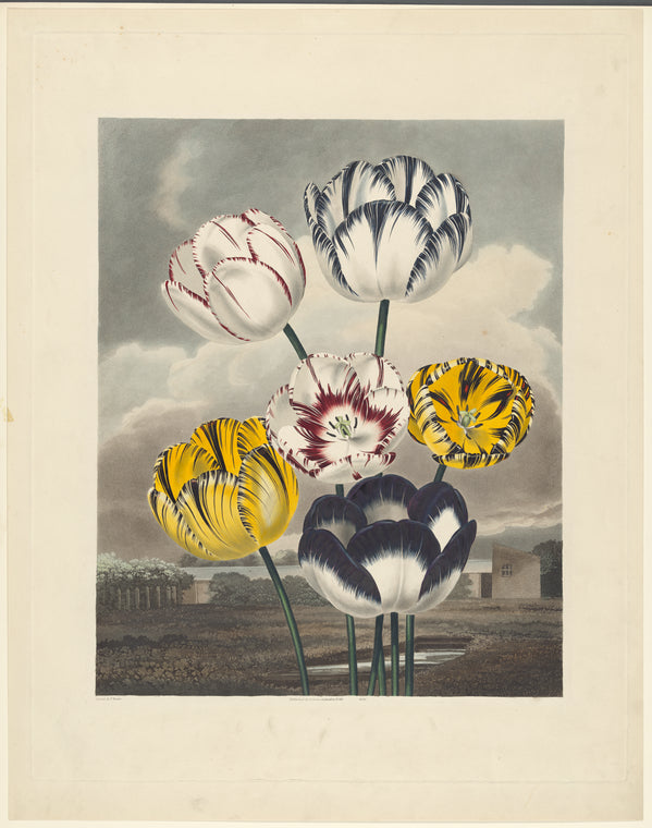 Tulips