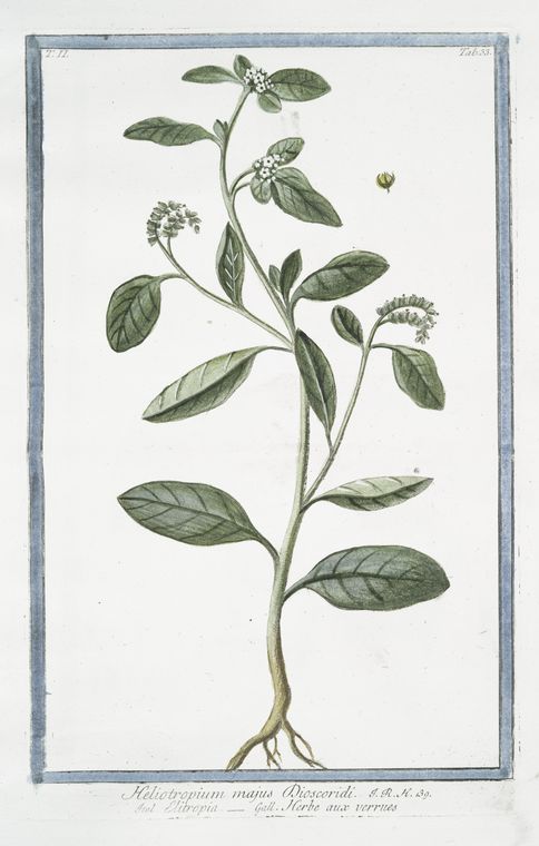 Heliotropium majus Discoridi = Elitropia = Herbe aux verrues. [Heliotrope, Cherry pie]