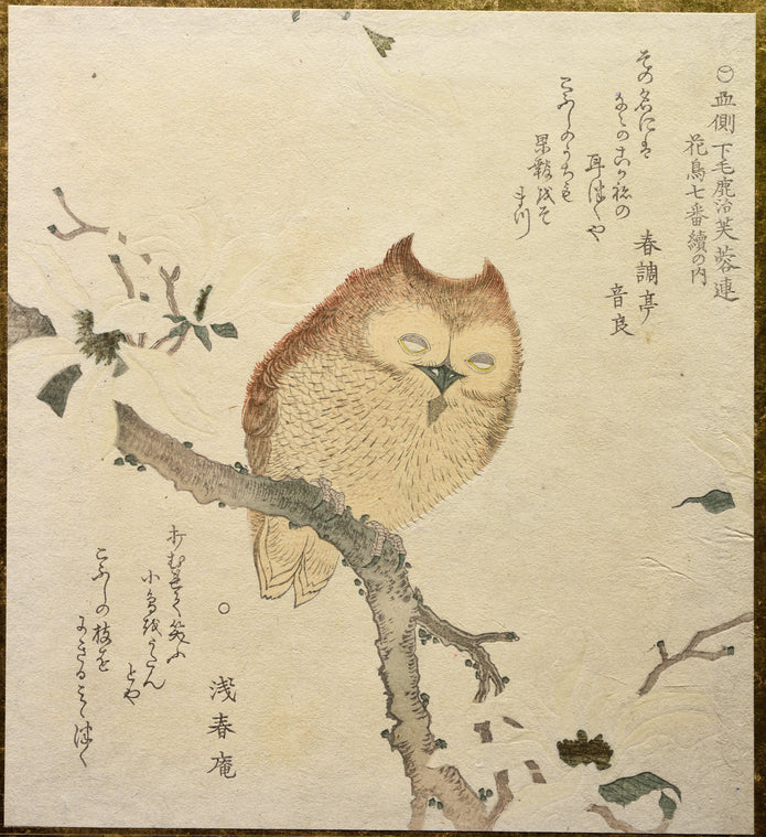 Owl on magnolia branch