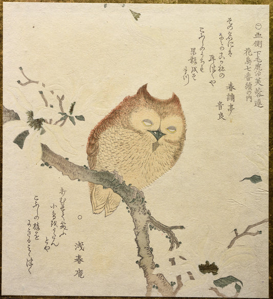Owl on magnolia branch