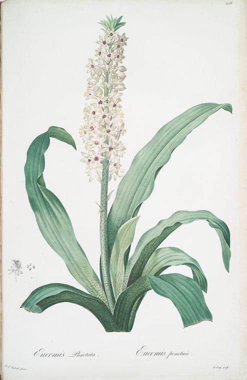 Eucomis punctata