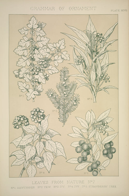 Leaves and Flowers from Nature Ornament no. 7: Hawthorne, Yew, Ivy and Strawberry-tree.
