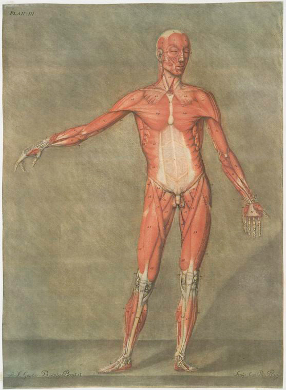 Cette planche représente la premiere couche de muscles