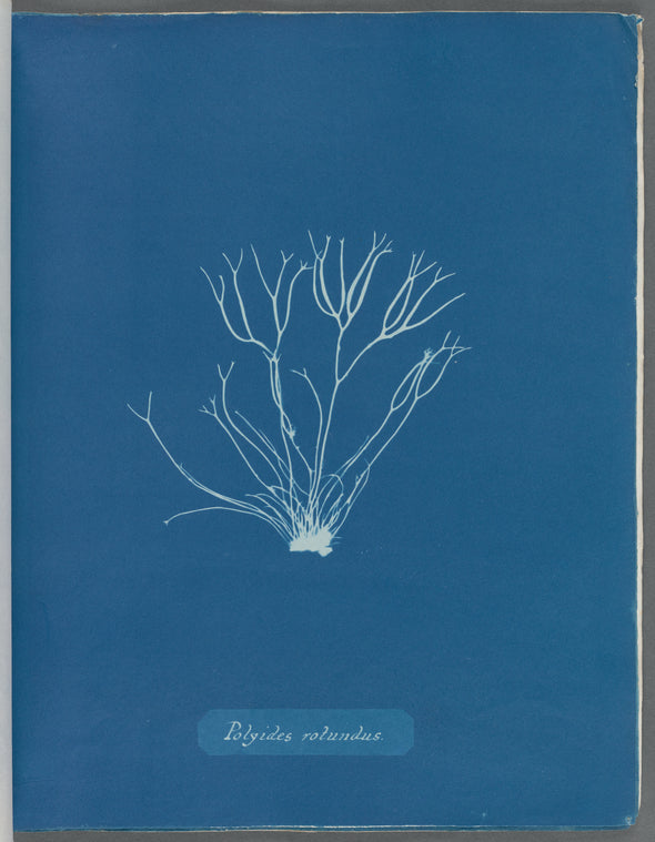 Polyides rotundus