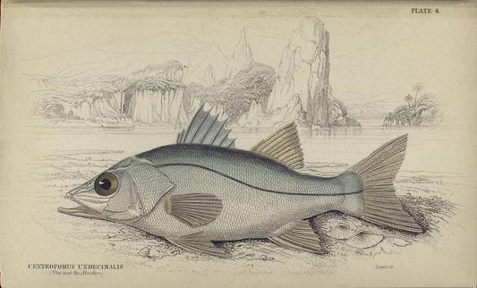 Centropomus undecimalis (View near the Abrothos).