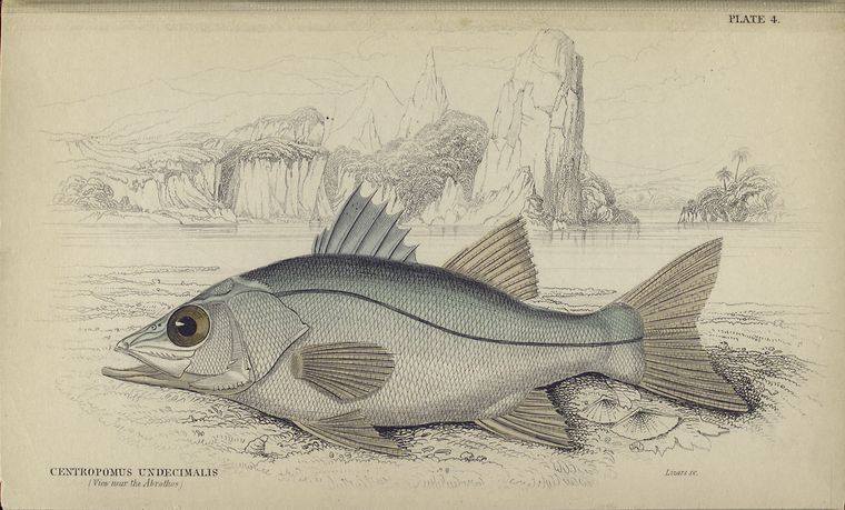 Centropomus undecimalis (View near the Abrothos).
