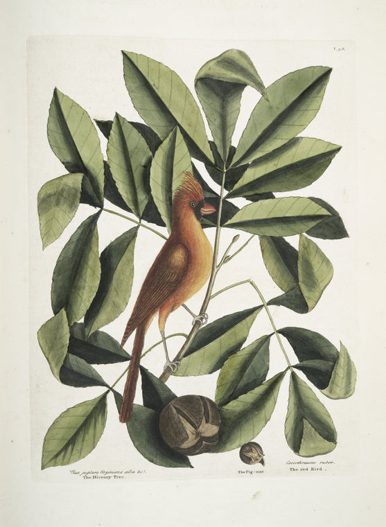 Nux juglans Virginiana alba &c., The Hiccory Tree; The Pig-nut; Coccothraustes ruber, The red Bird.