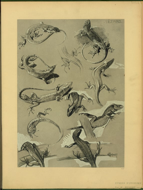Lézard.