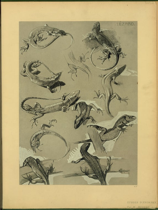 Lézard.
