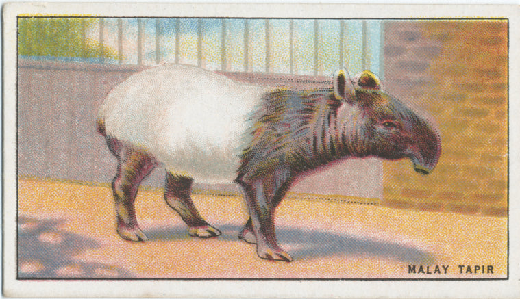 Malay Tapir.
